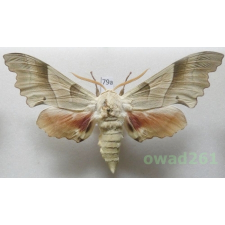 Marumba quercus (Denis & Schiffermüller, 1775) male France 96mm79a